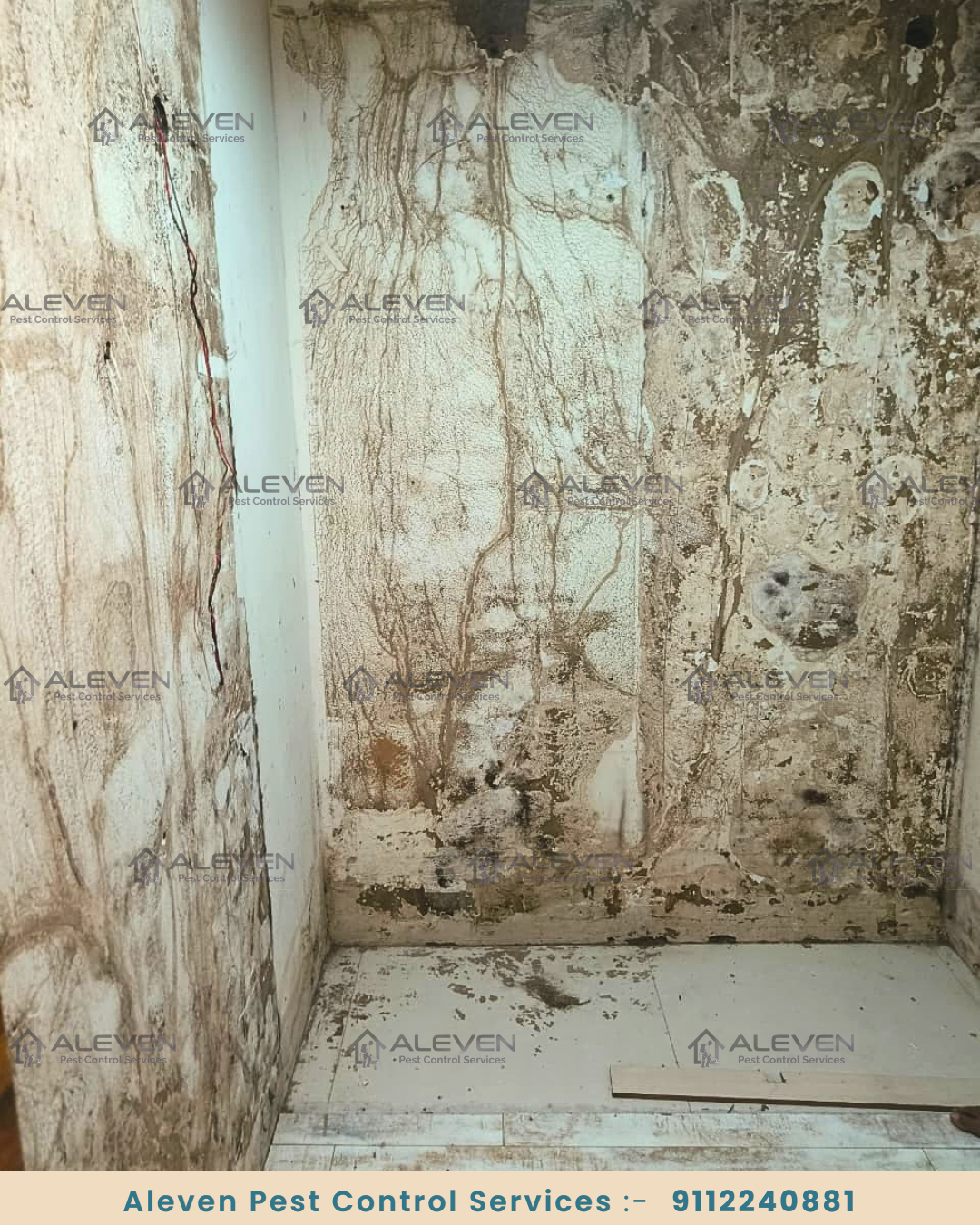 Wall Plaster Subterranean Mud Tube Attack