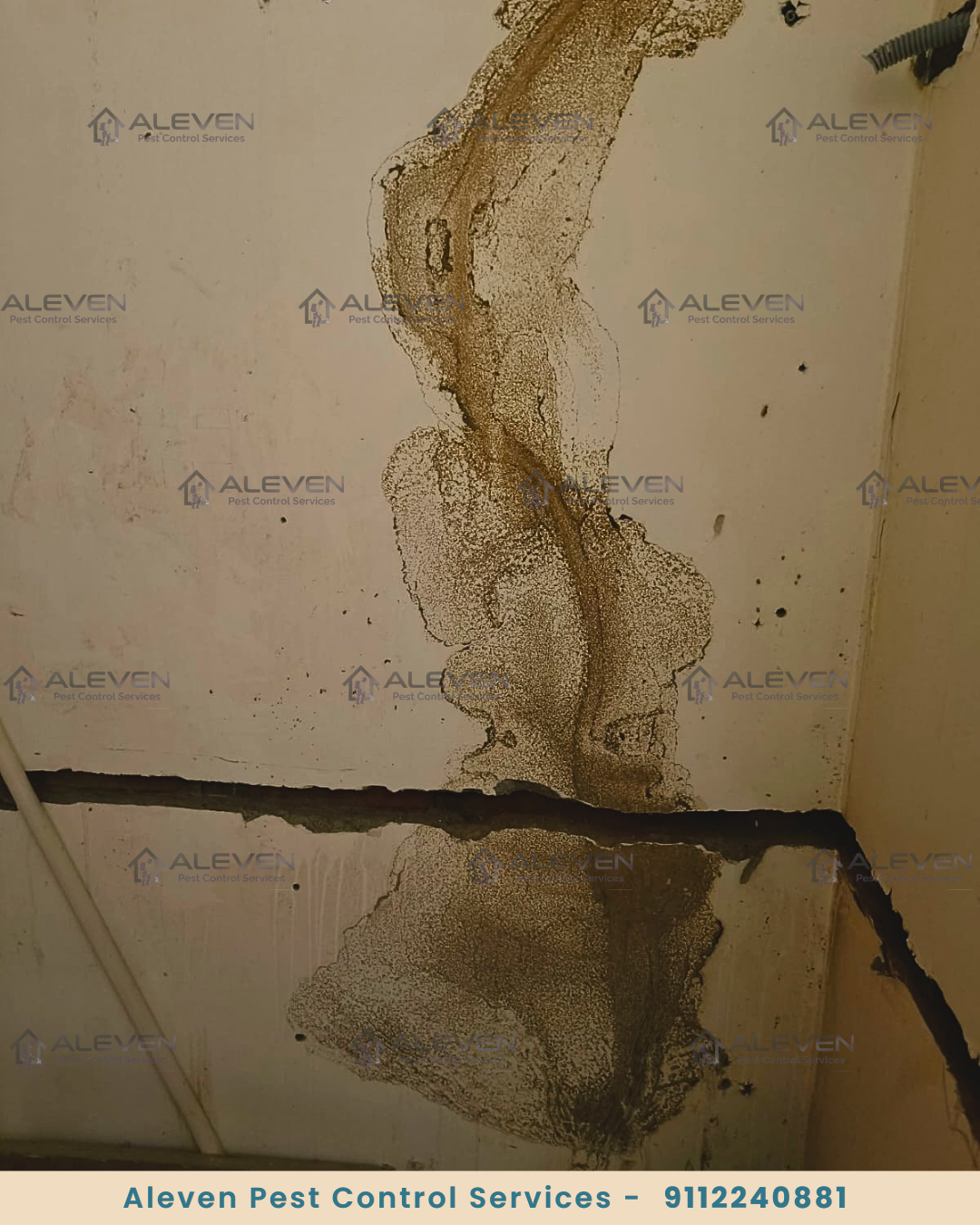 Wall Seam & Ceiling Joint Termite Trail